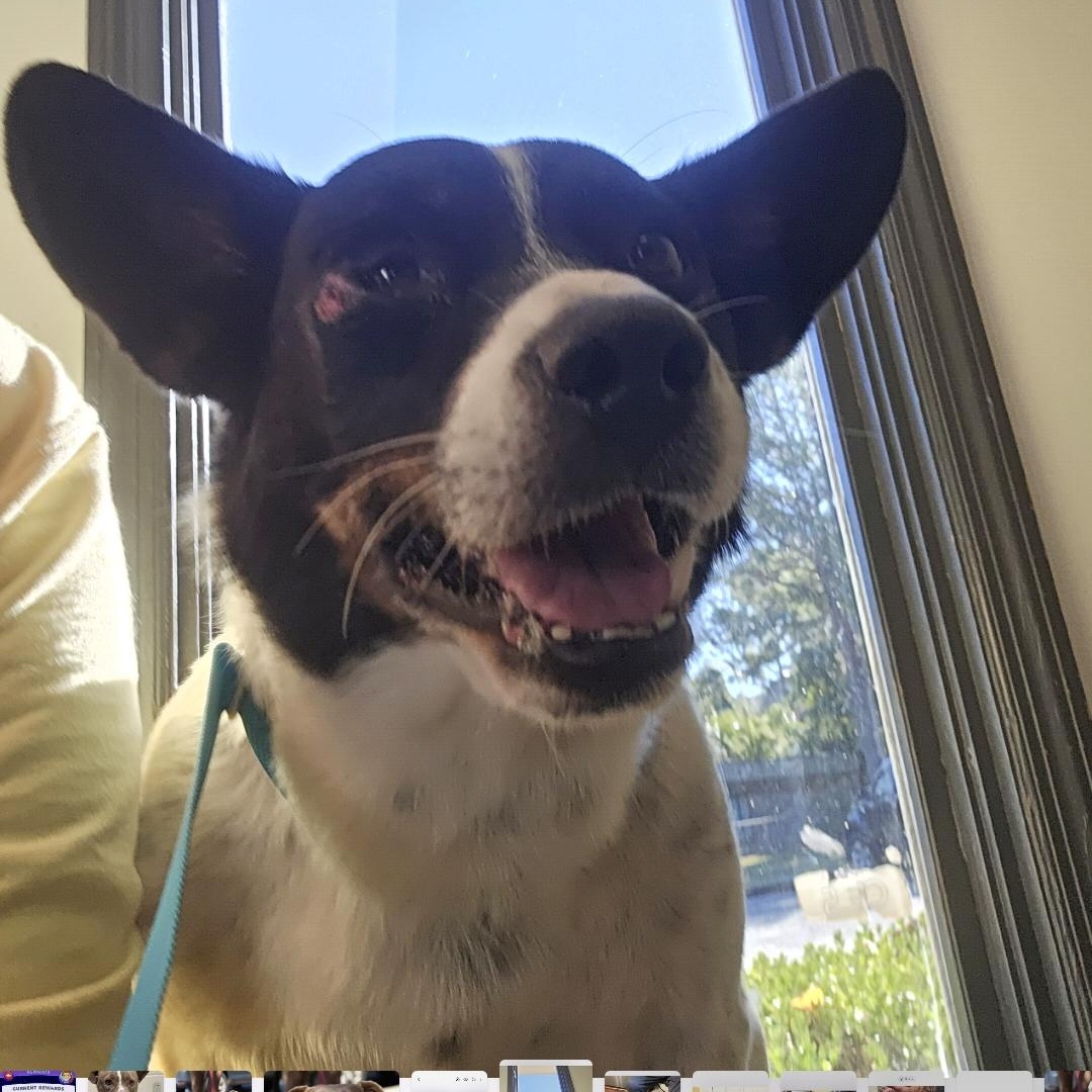 Enlarge Valor, a Adoptable mixed breed in phenix city, AL image 3/4