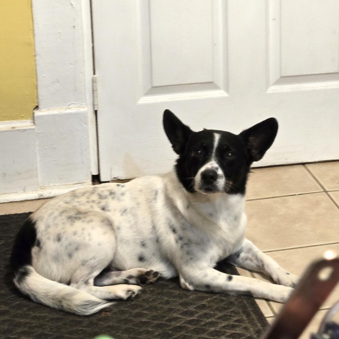 Enlarge Valor, a Adoptable mixed breed in phenix city, AL image 2/4