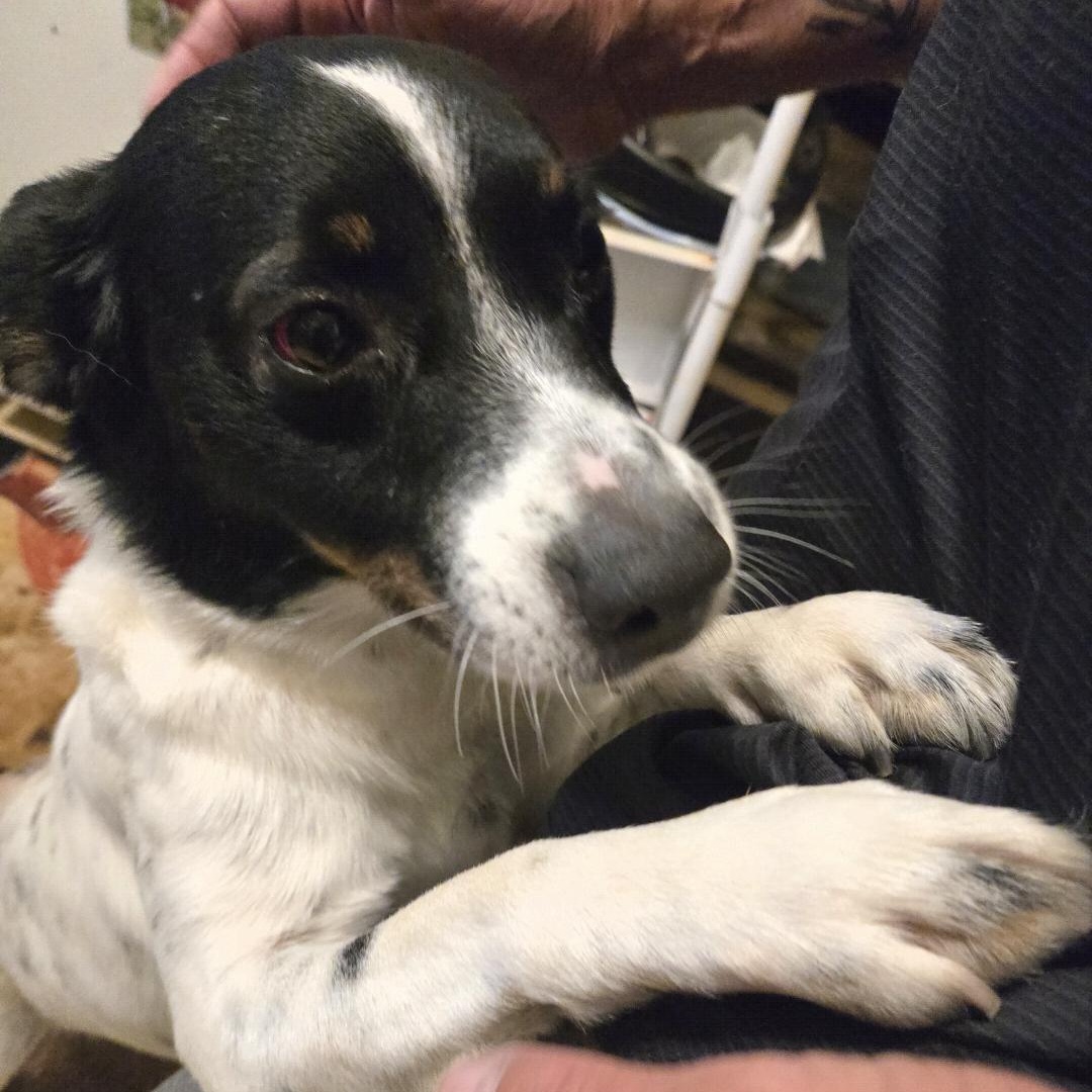 Enlarge Valor, a Adoptable mixed breed in phenix city, AL image 4/4