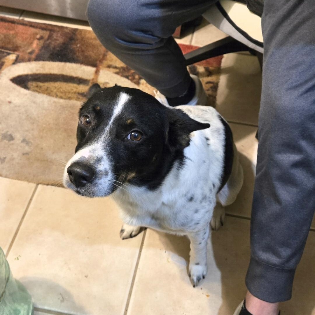 Enlarge Valor, a Adoptable mixed breed in phenix city, AL image 1/4