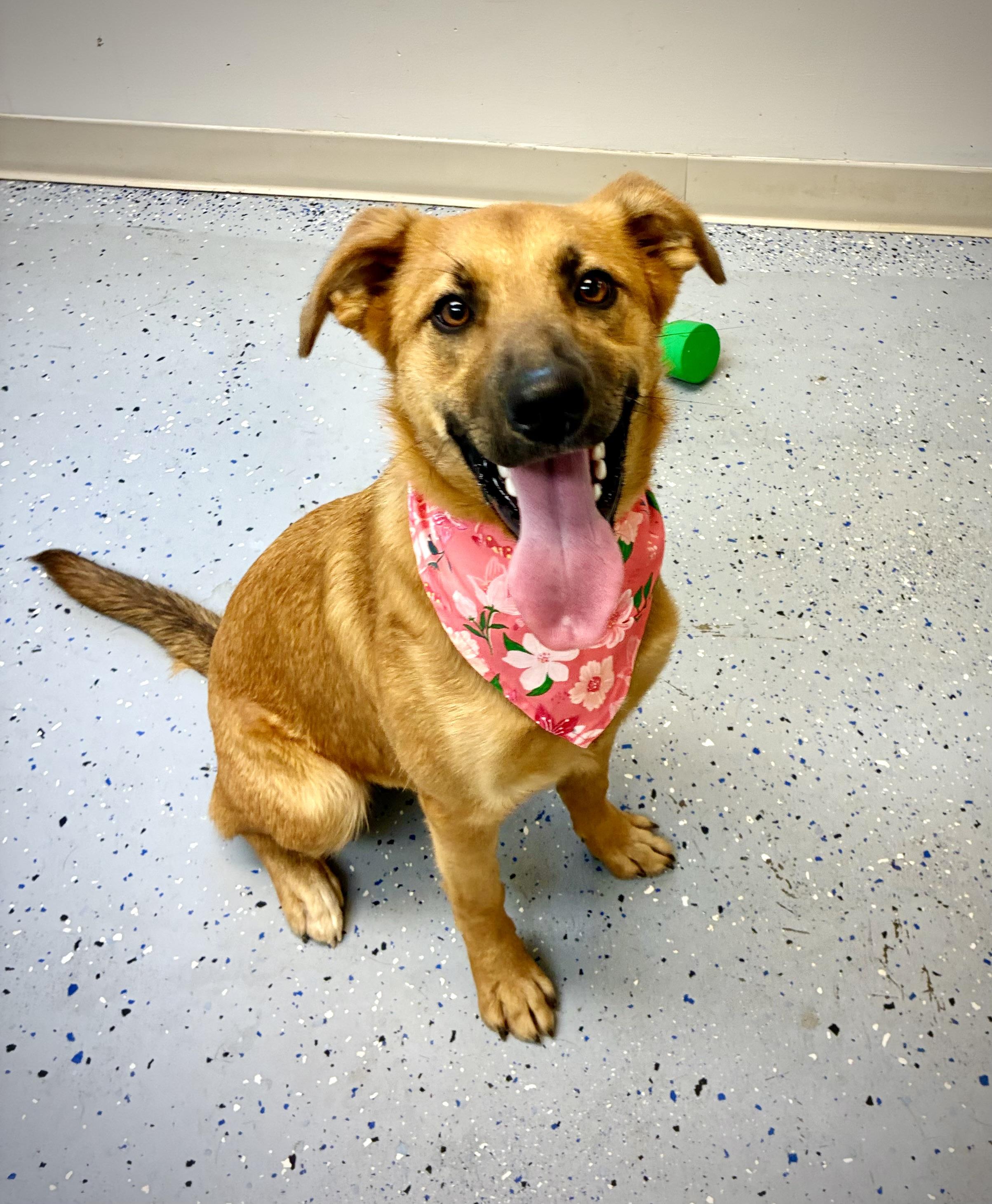 Carmella, Adoptable, Young Female Black Mouth Cur.