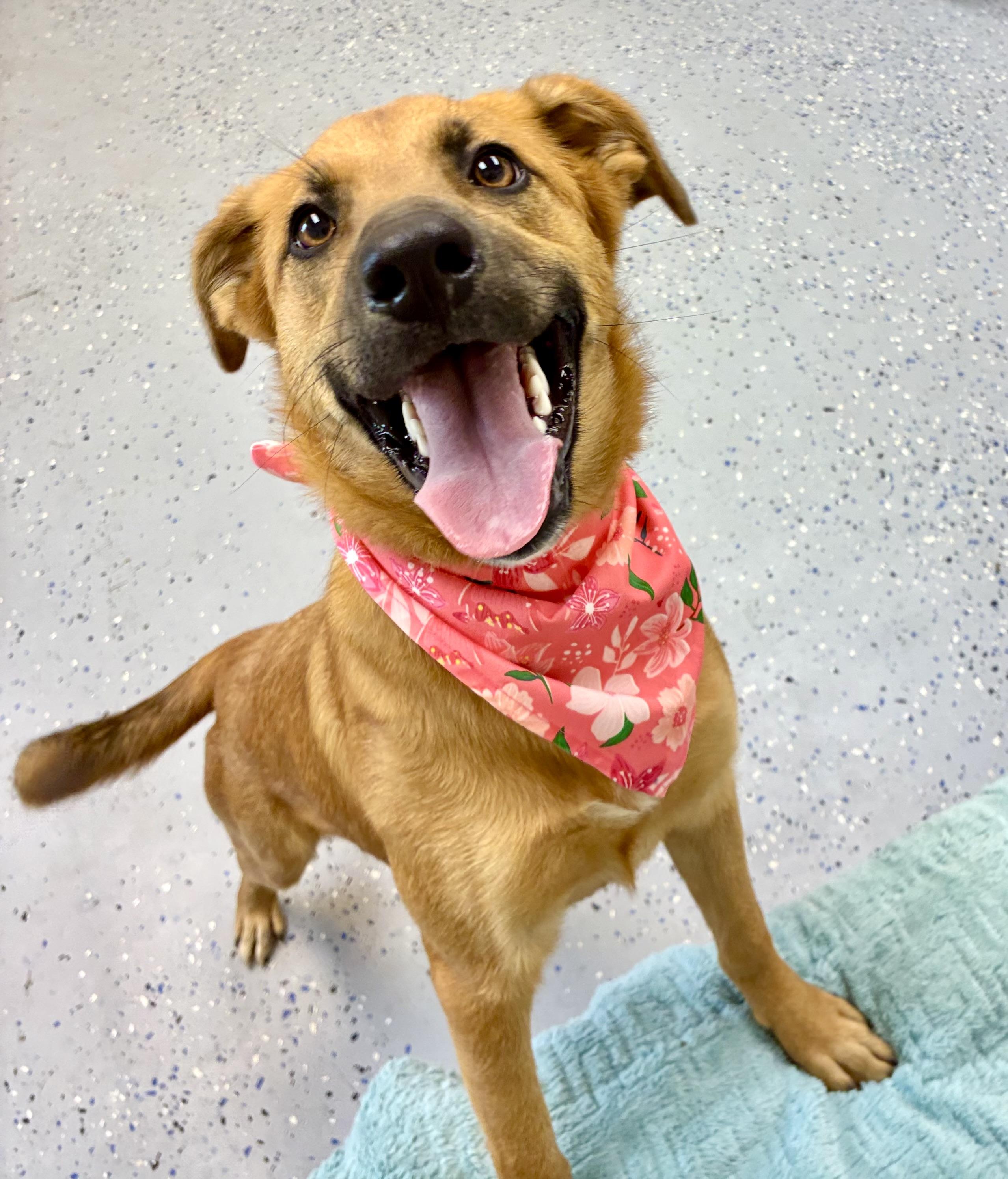 Carmella, a Adoptable mixed breed in Senatobia, MS image 2/5