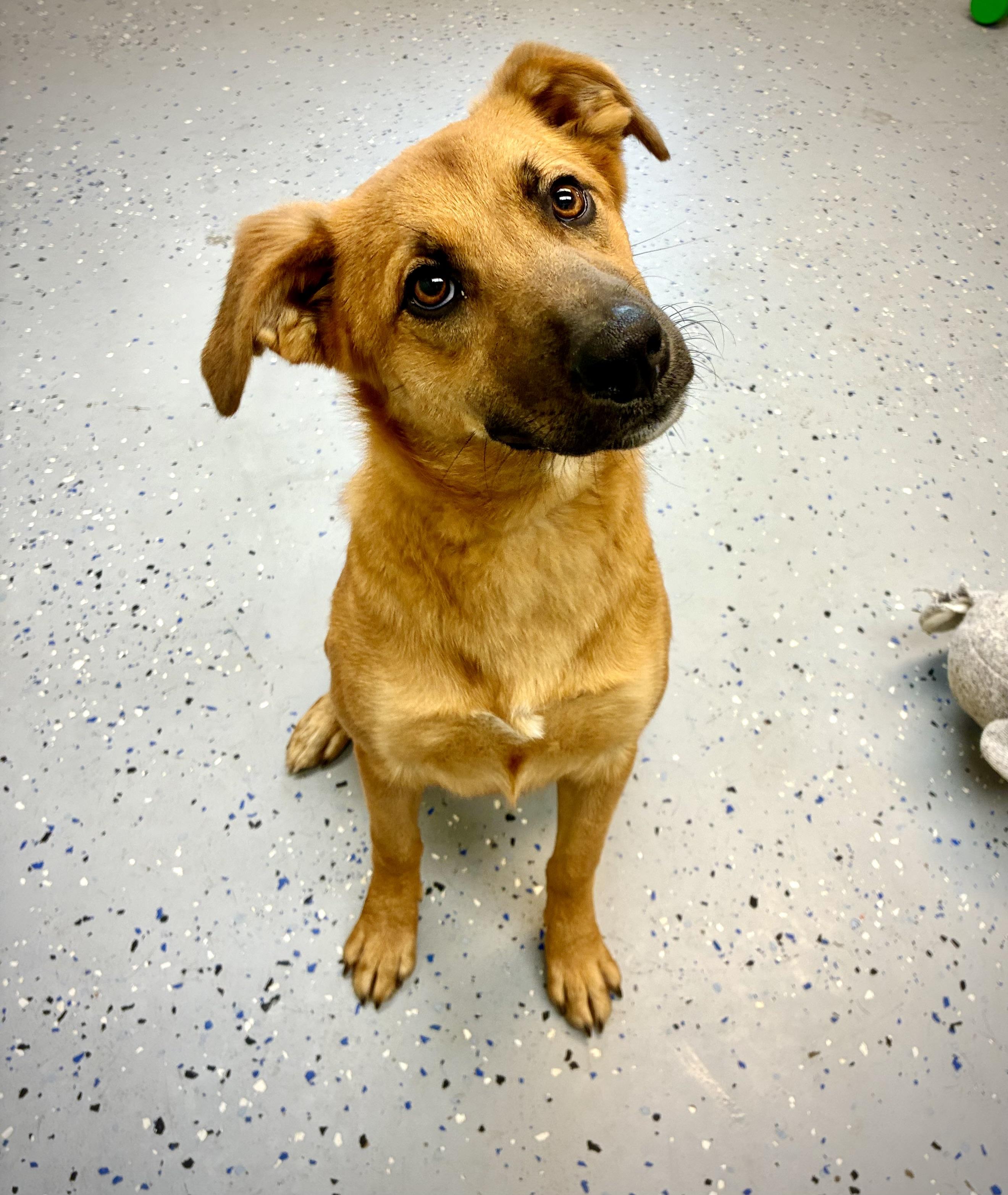 Carmella, a Adoptable mixed breed in Senatobia, MS image 3/5