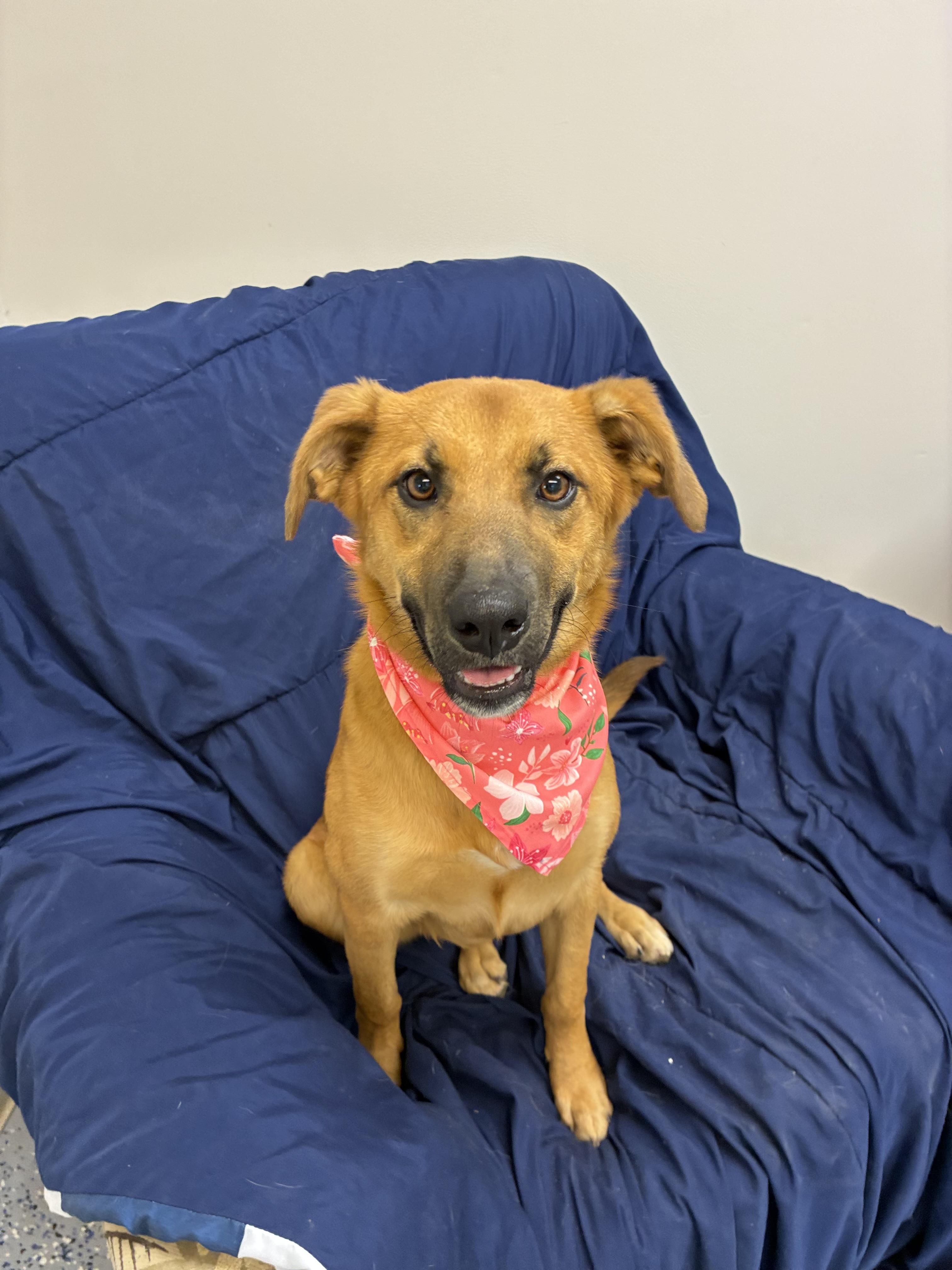 Carmella, a Adoptable mixed breed in Senatobia, MS image 4/5