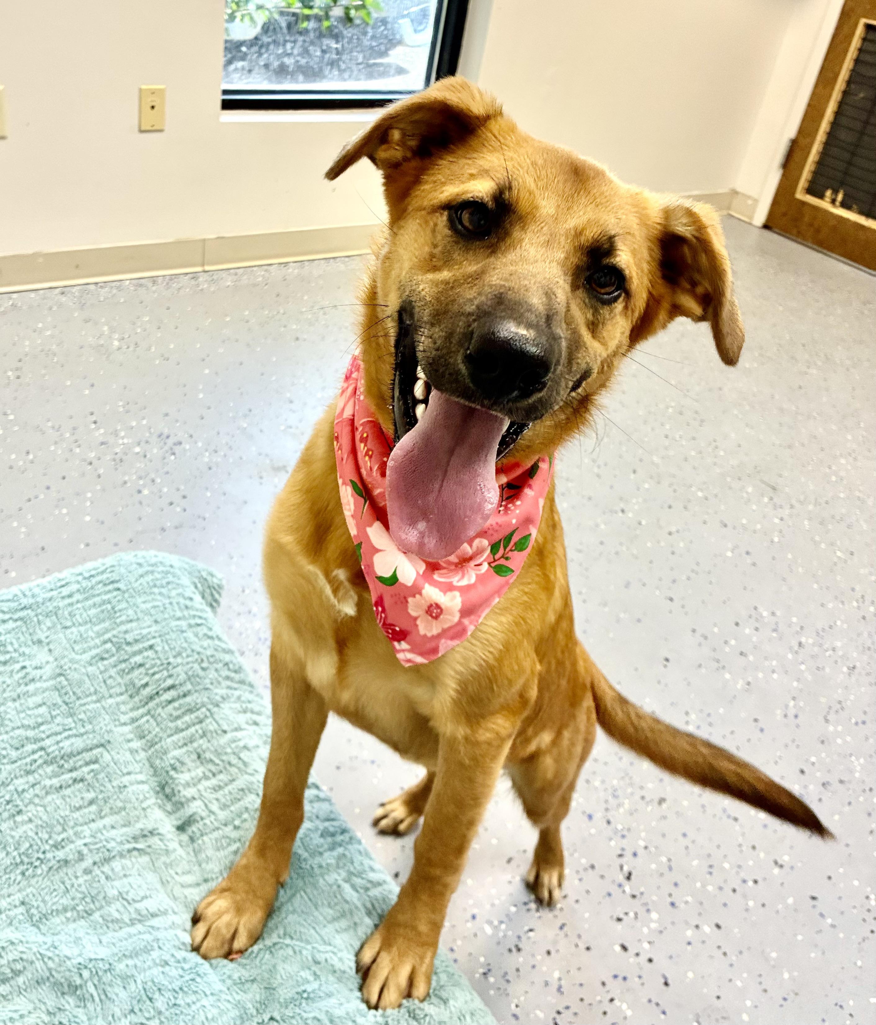Carmella, a Adoptable mixed breed in Senatobia, MS image 5/5