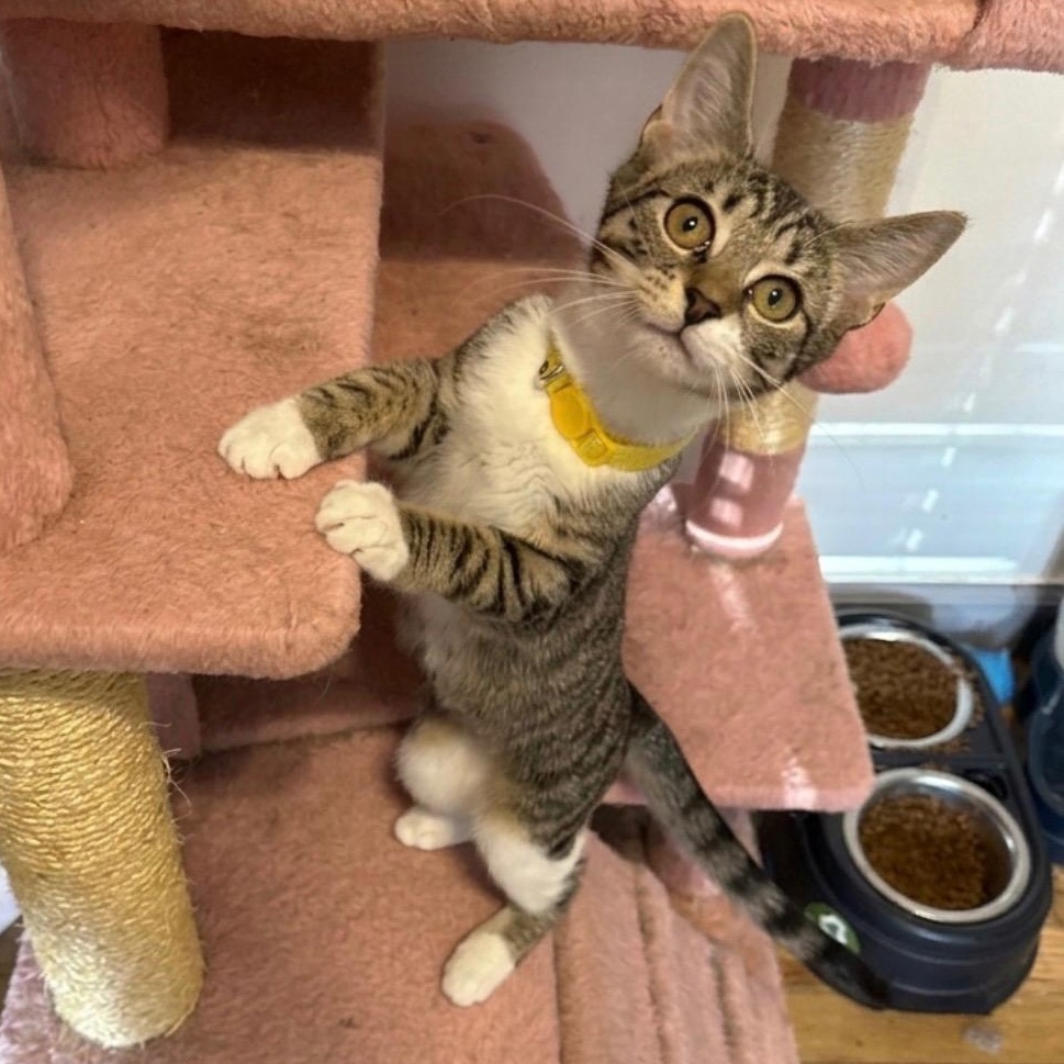 Bumblebee, ADOPTABLE, Kitten Male Domestic Short Hair.