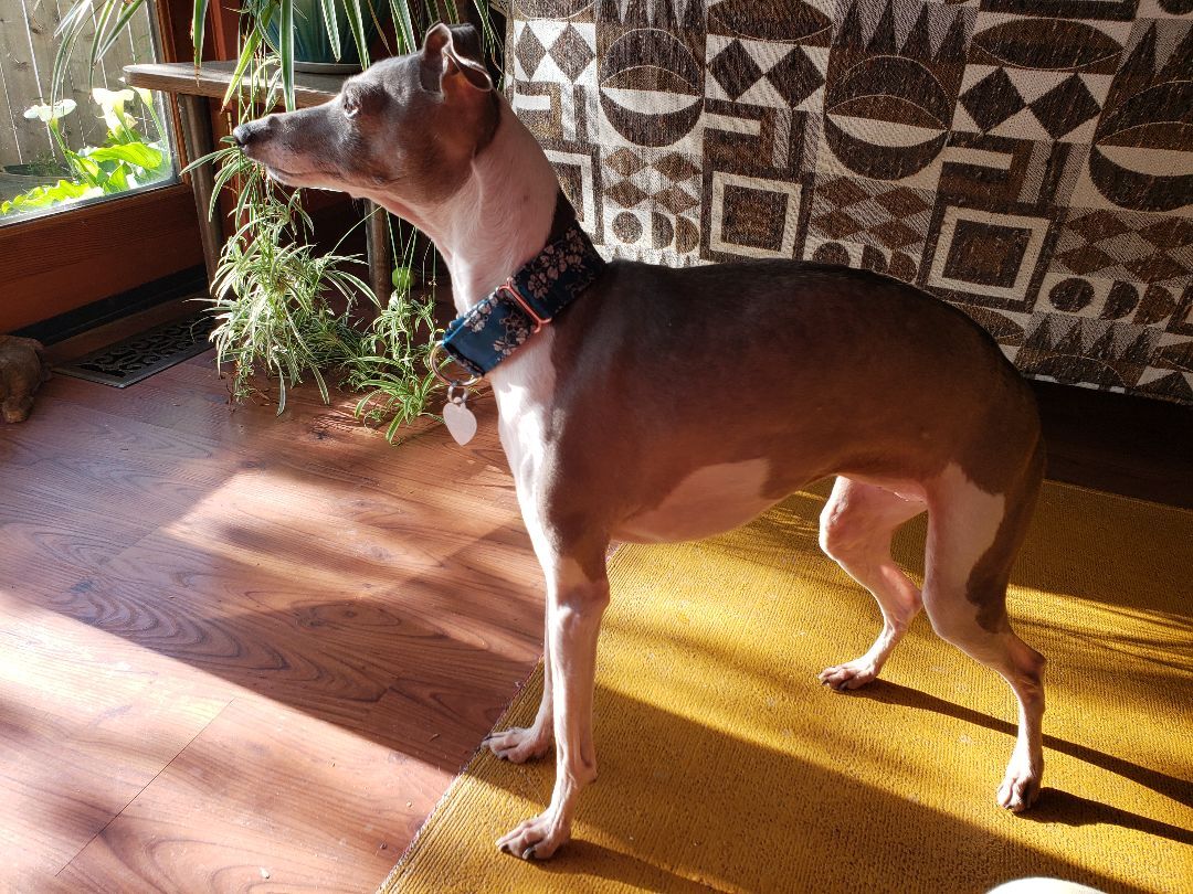 Enlarge Tula, a Adopted Italian Greyhound in Vacaville, CA image 1/2