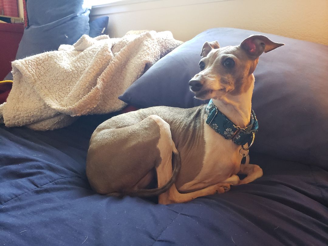 Enlarge Tula, a Adopted Italian Greyhound in Vacaville, CA image 2/2