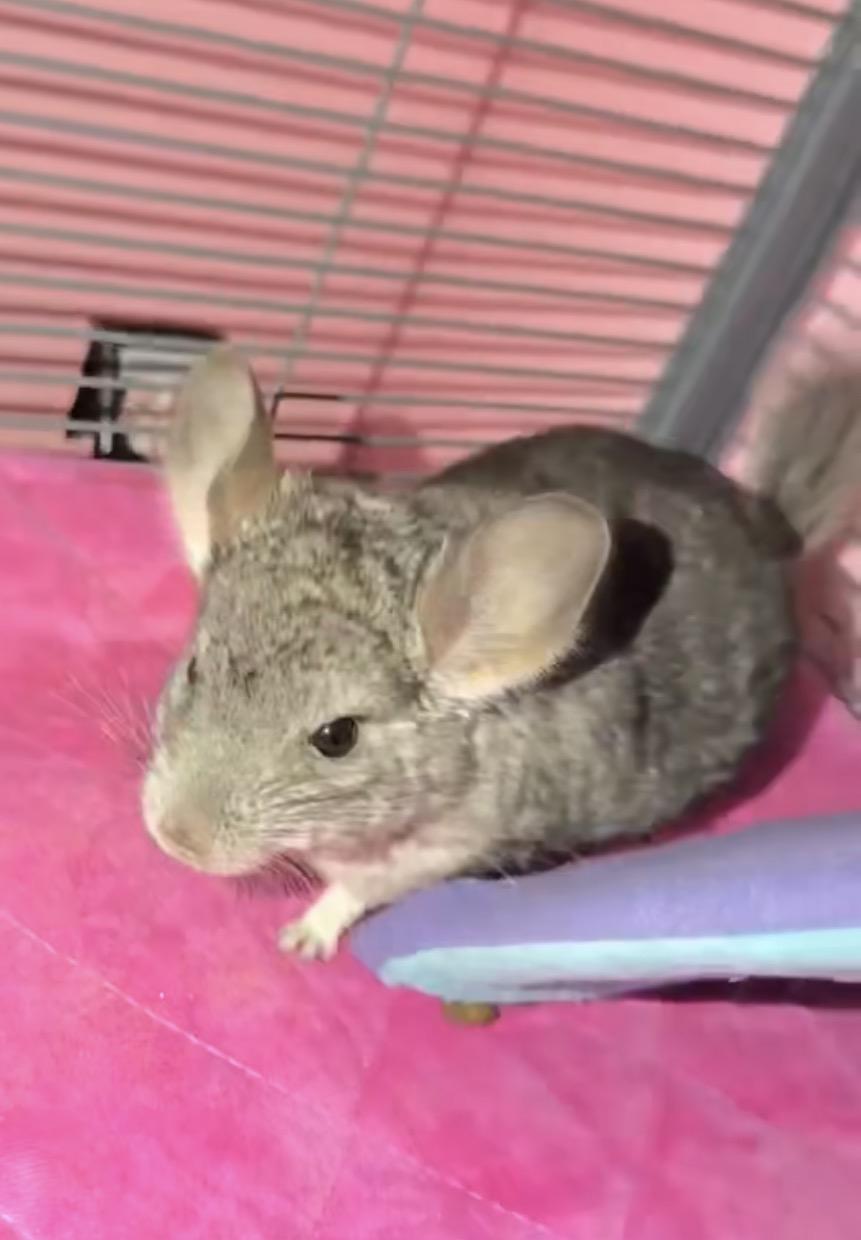 Enlarge Lyra & Lulu, a Adoptable Chinchilla in Andover, CT image 2/6