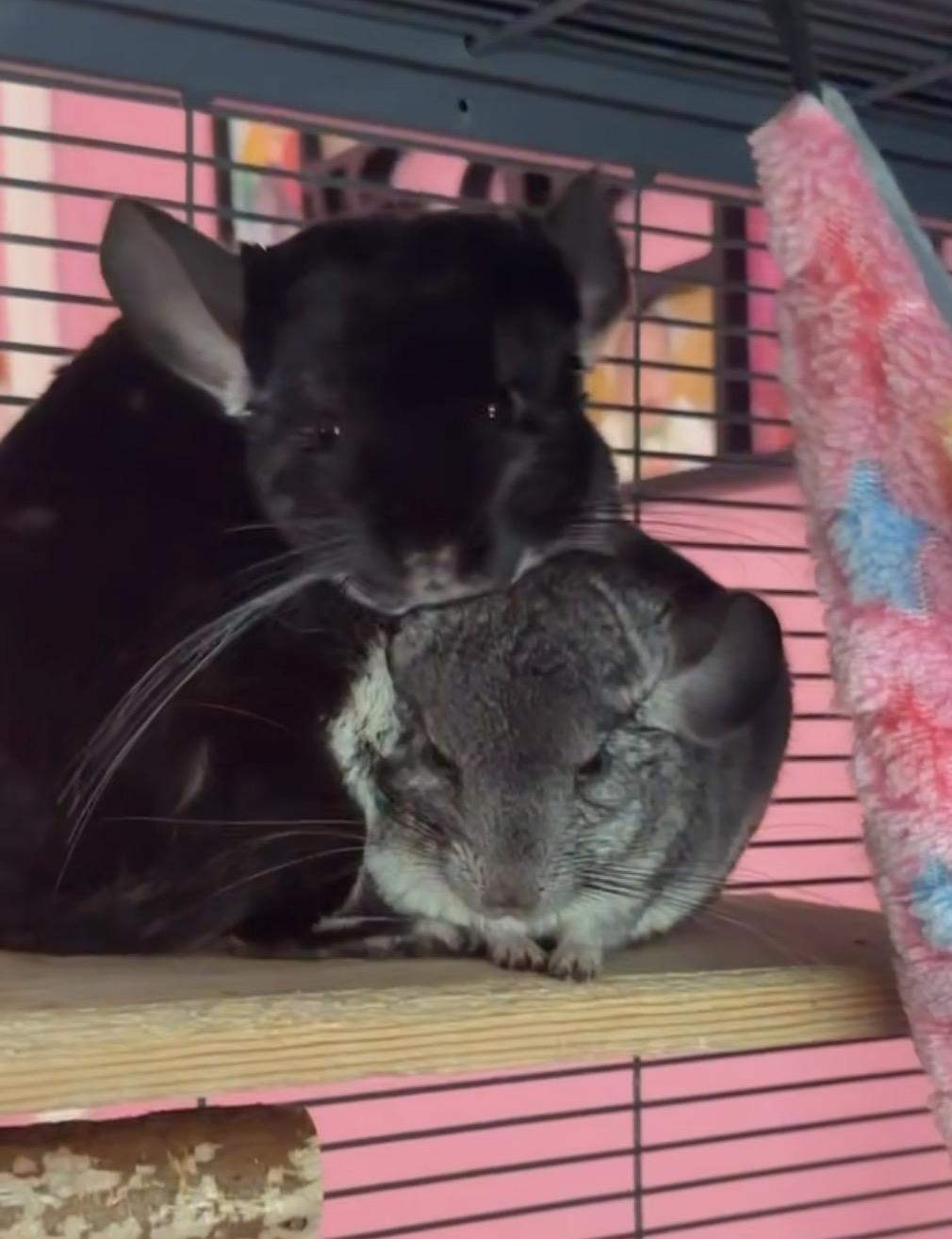 Lyra & Lulu, Adoptable, Young Female Chinchilla.
