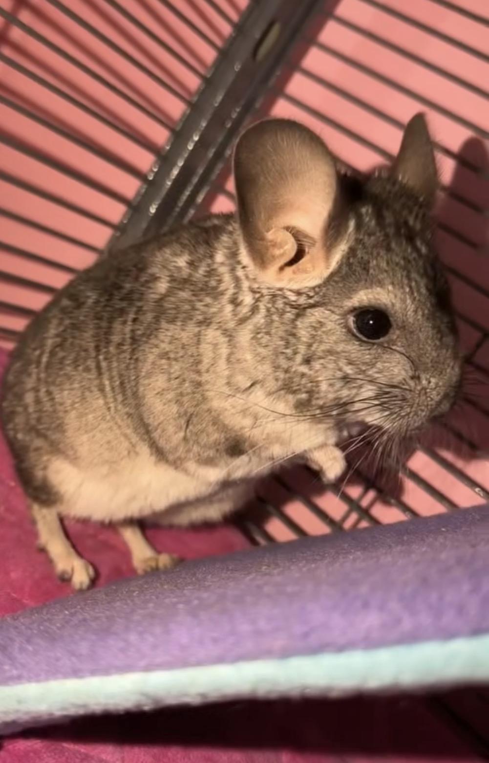 Enlarge Lyra & Lulu, a Adoptable Chinchilla in Andover, CT image 6/6