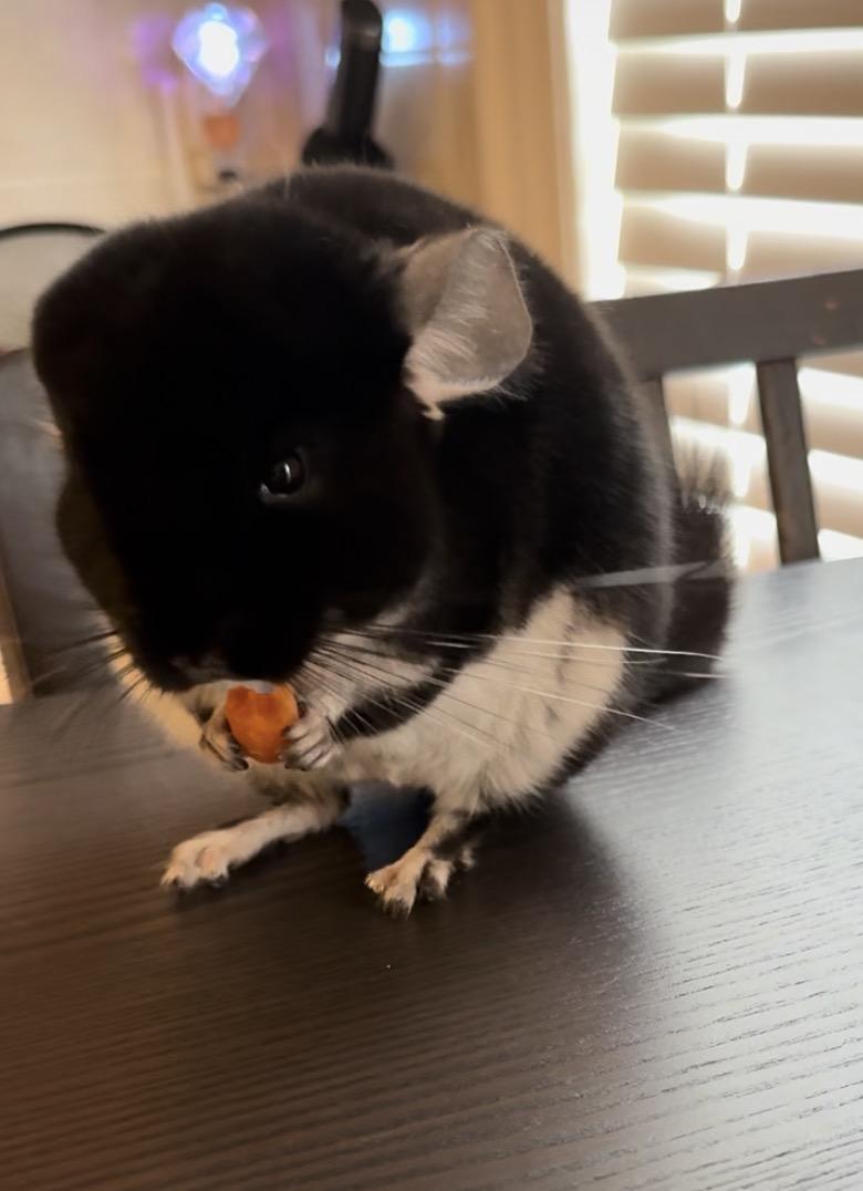 Enlarge Lyra & Lulu, a Adoptable Chinchilla in Andover, CT image 4/6