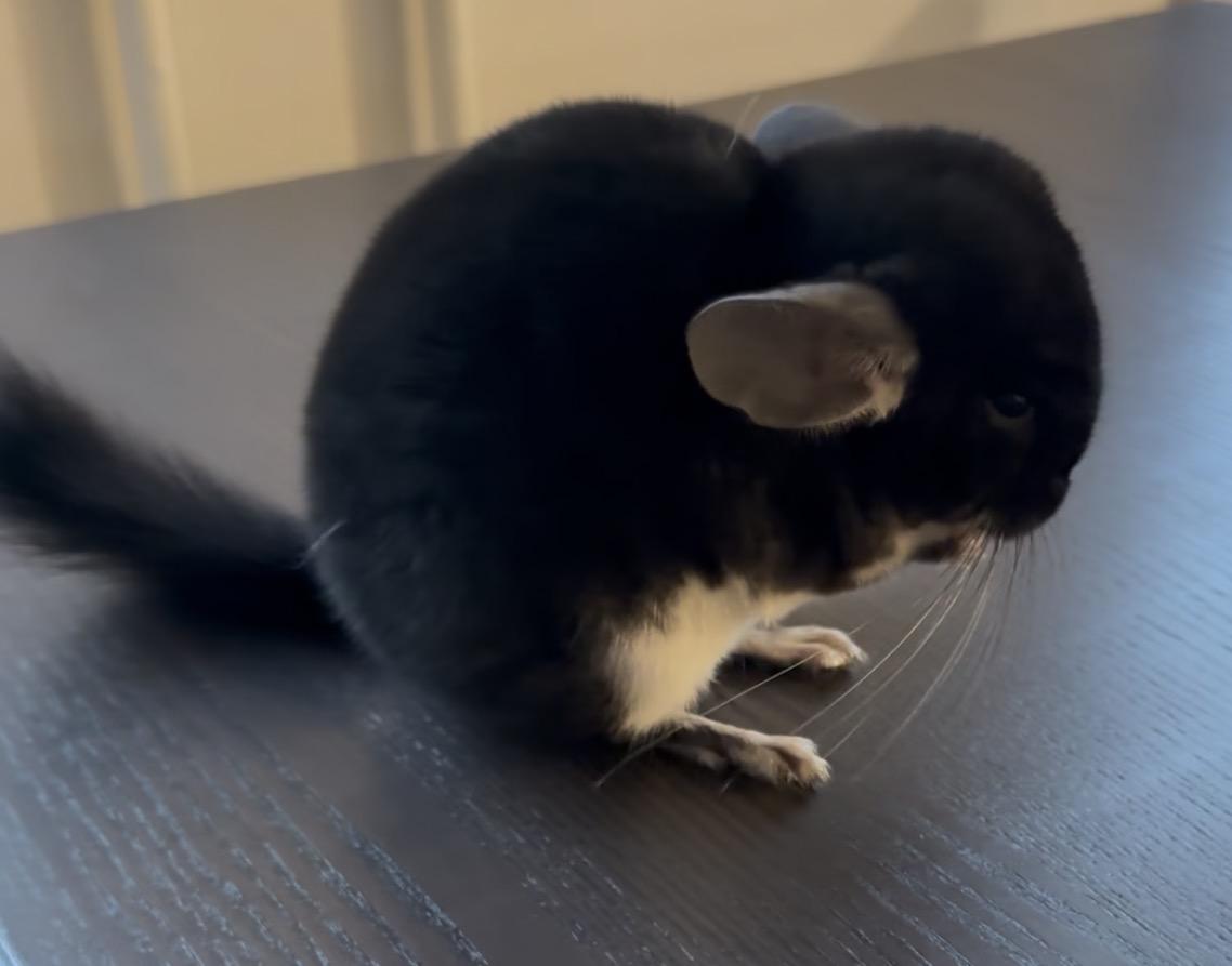 Enlarge Lyra & Lulu, a Adoptable Chinchilla in Andover, CT image 3/6