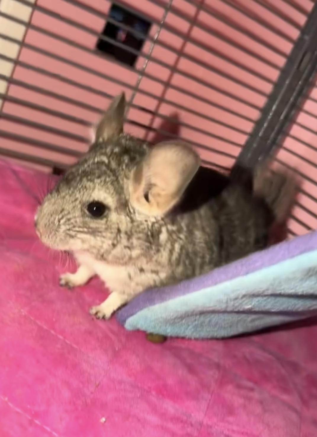 Enlarge Lyra & Lulu, a Adoptable Chinchilla in Andover, CT image 5/6