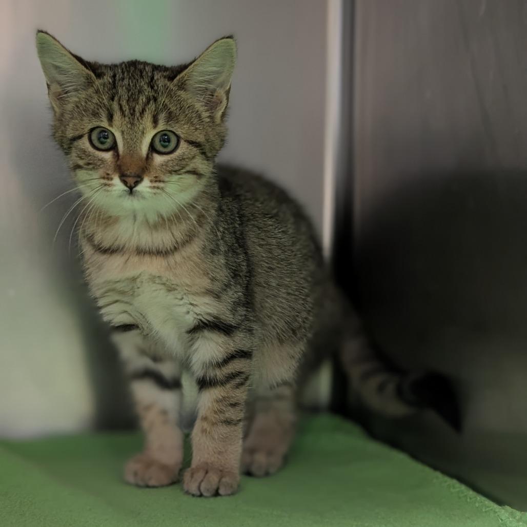 Spitfire, Adoptable, Kitten Female Domestic Short Hair.