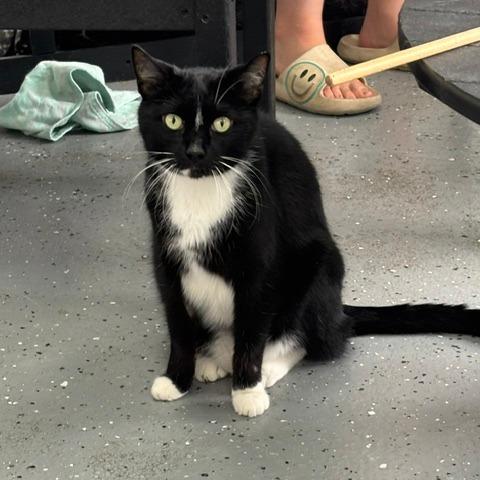 Enlarge Tom (Holland Cat Cove), a Adoptable Domestic Short Hair in West Olive, MI image 1/1