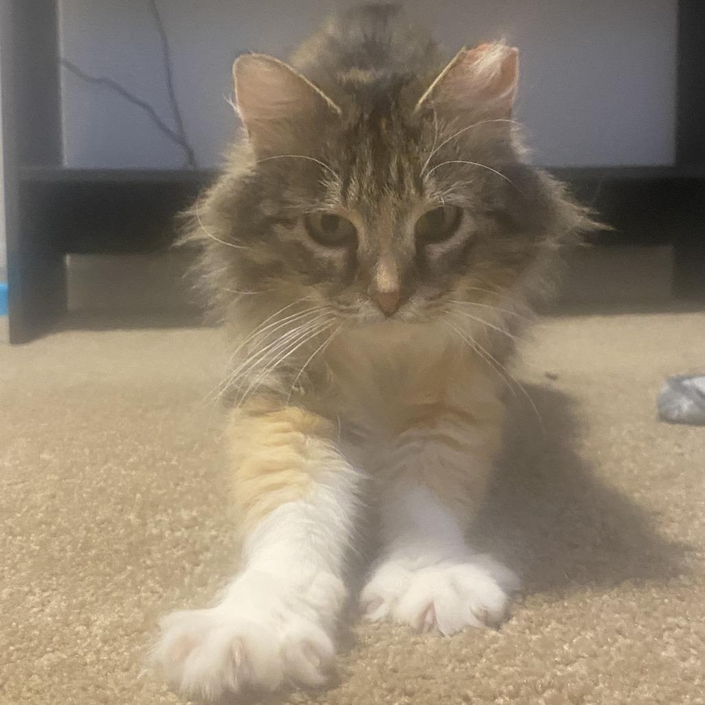 Enlarge Aquara, a Adoptable Domestic Medium Hair in St. Paul, MN image 1/4