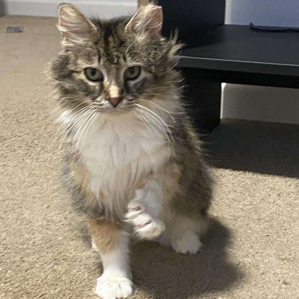 Enlarge Aquara, a Adoptable Domestic Medium Hair in St. Paul, MN image 2/4