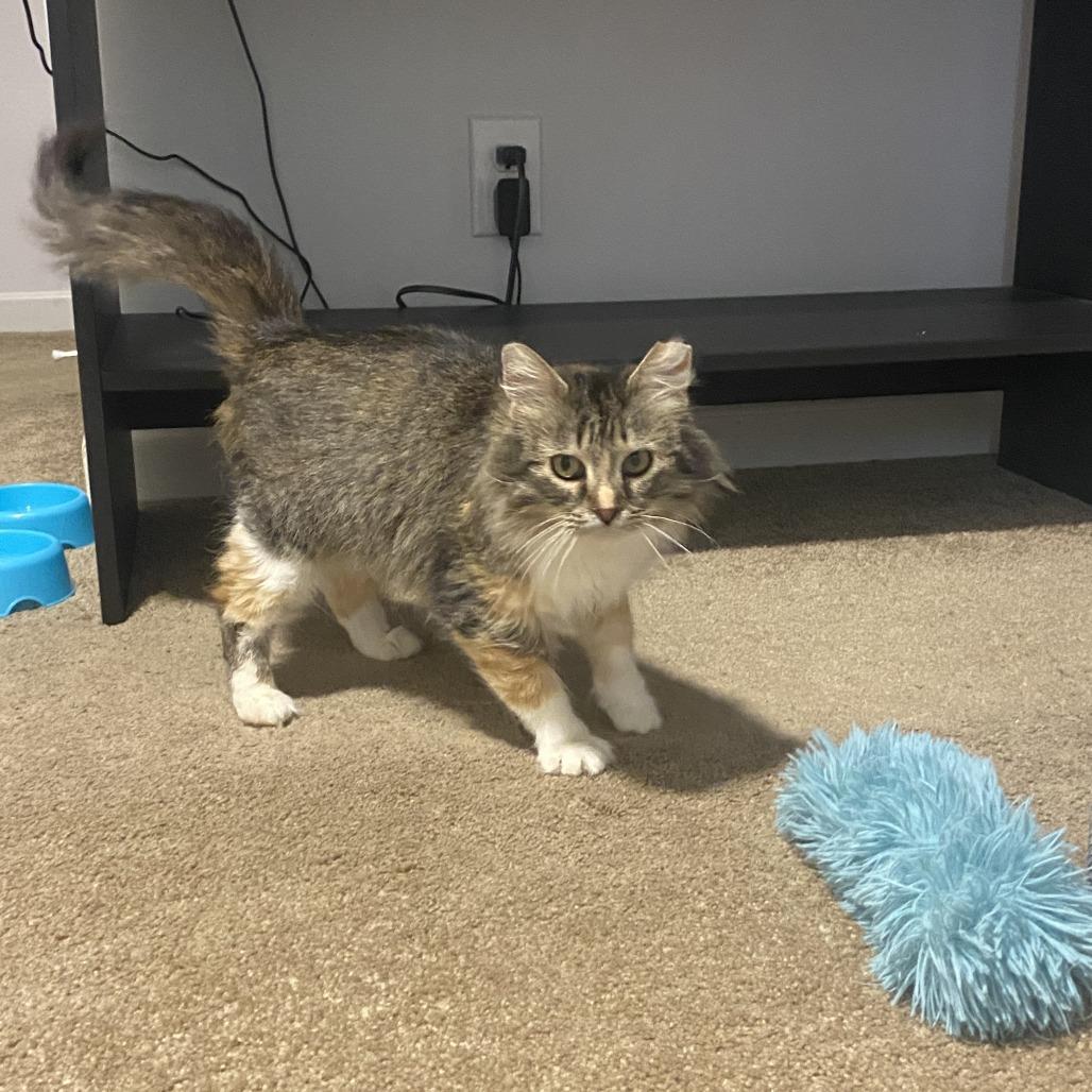Enlarge Aquara, a Adoptable Domestic Medium Hair in St. Paul, MN image 3/4