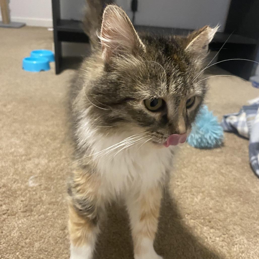 Enlarge Aquara, a Adoptable Domestic Medium Hair in St. Paul, MN image 4/4