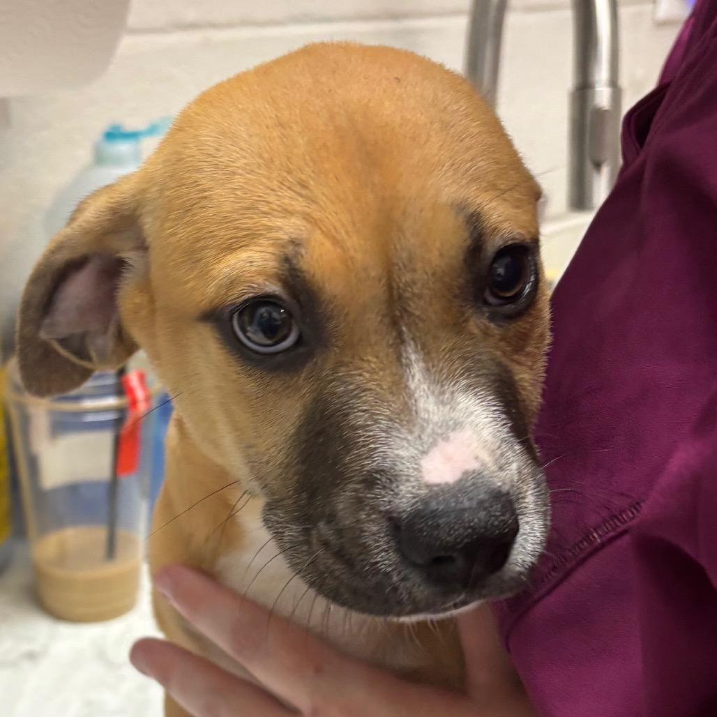 Jolly Rancher, Adoptable, Puppy Female Mixed Breed.