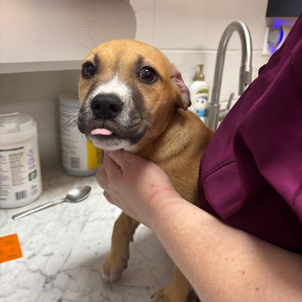 Enlarge Jolly Rancher, a Adoptable Mixed Breed in Pensacola, FL image 2/3