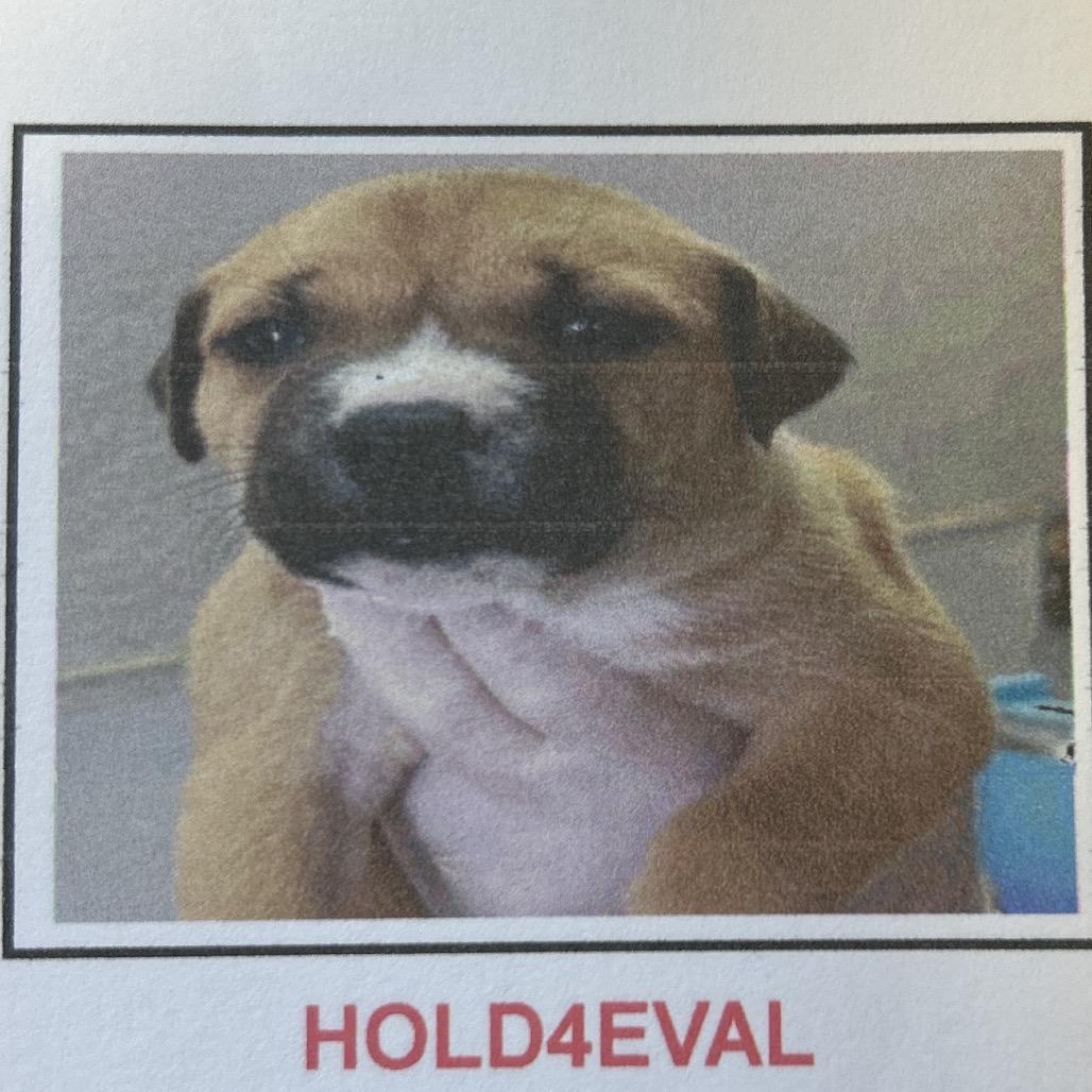 Enlarge Jolly Rancher, a Adoptable Mixed Breed in Pensacola, FL image 3/3