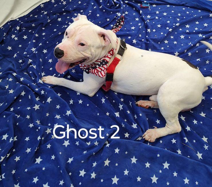 Ghost 2
