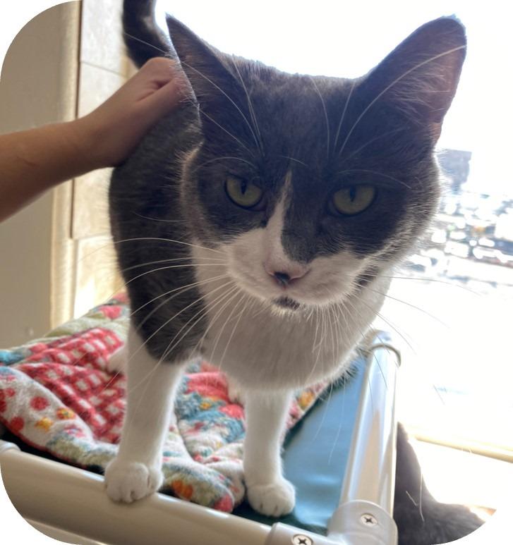 Lotus — thumbnail 2