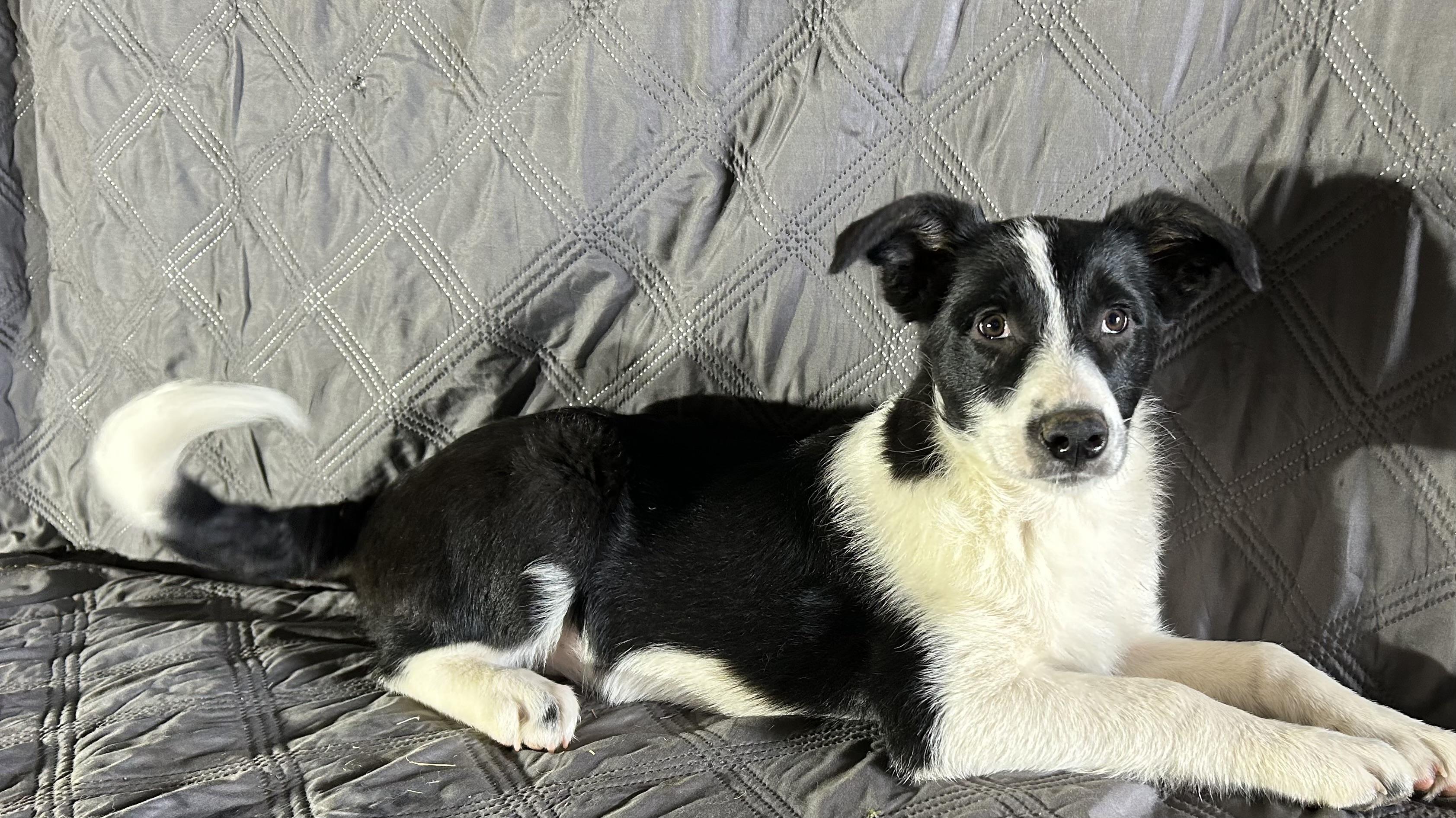 Enlarge Regina , a ADOPTABLE mixed breed in High Ridge, MO image 2/3