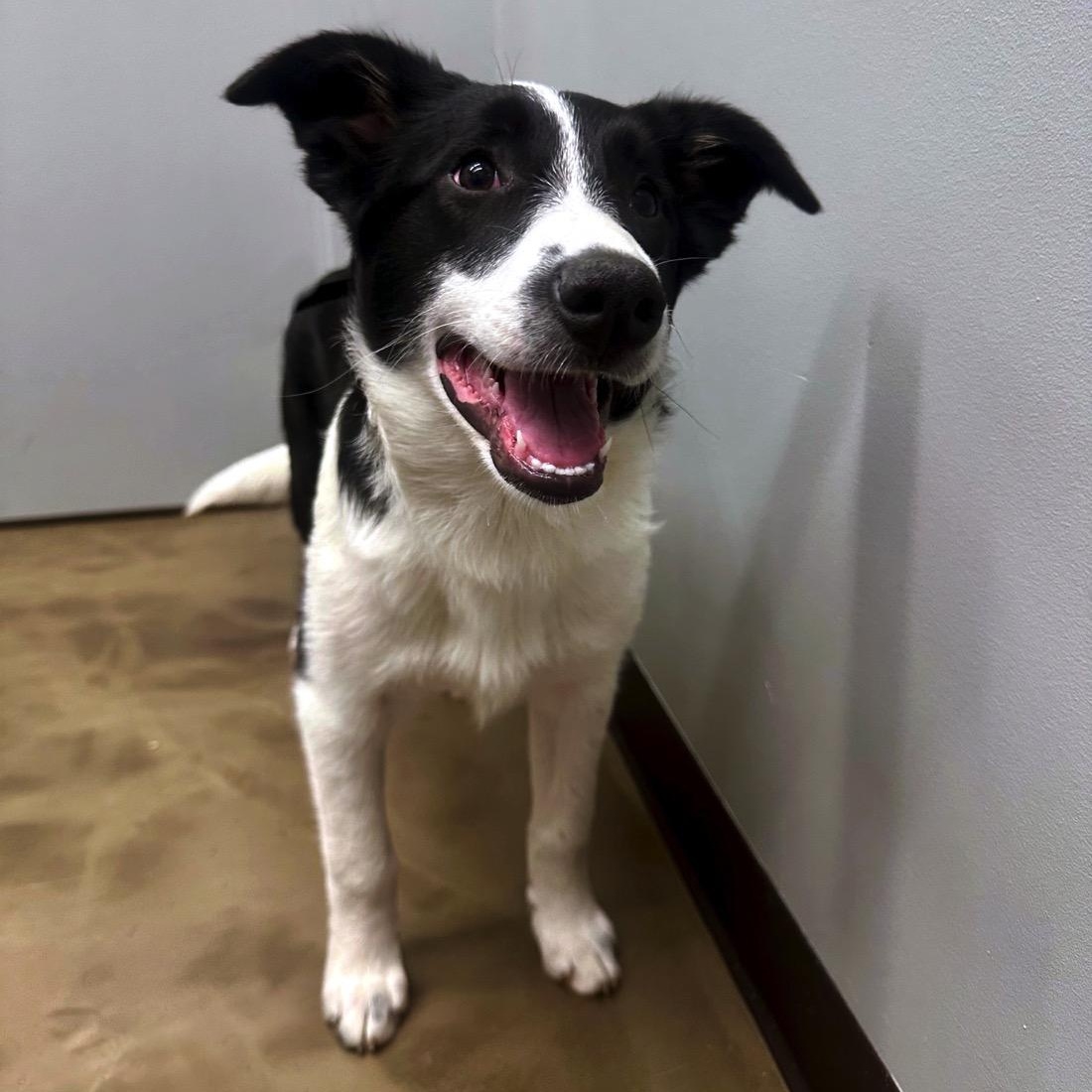 Regina , a ADOPTABLE mixed breed in High Ridge, MO image 2/3