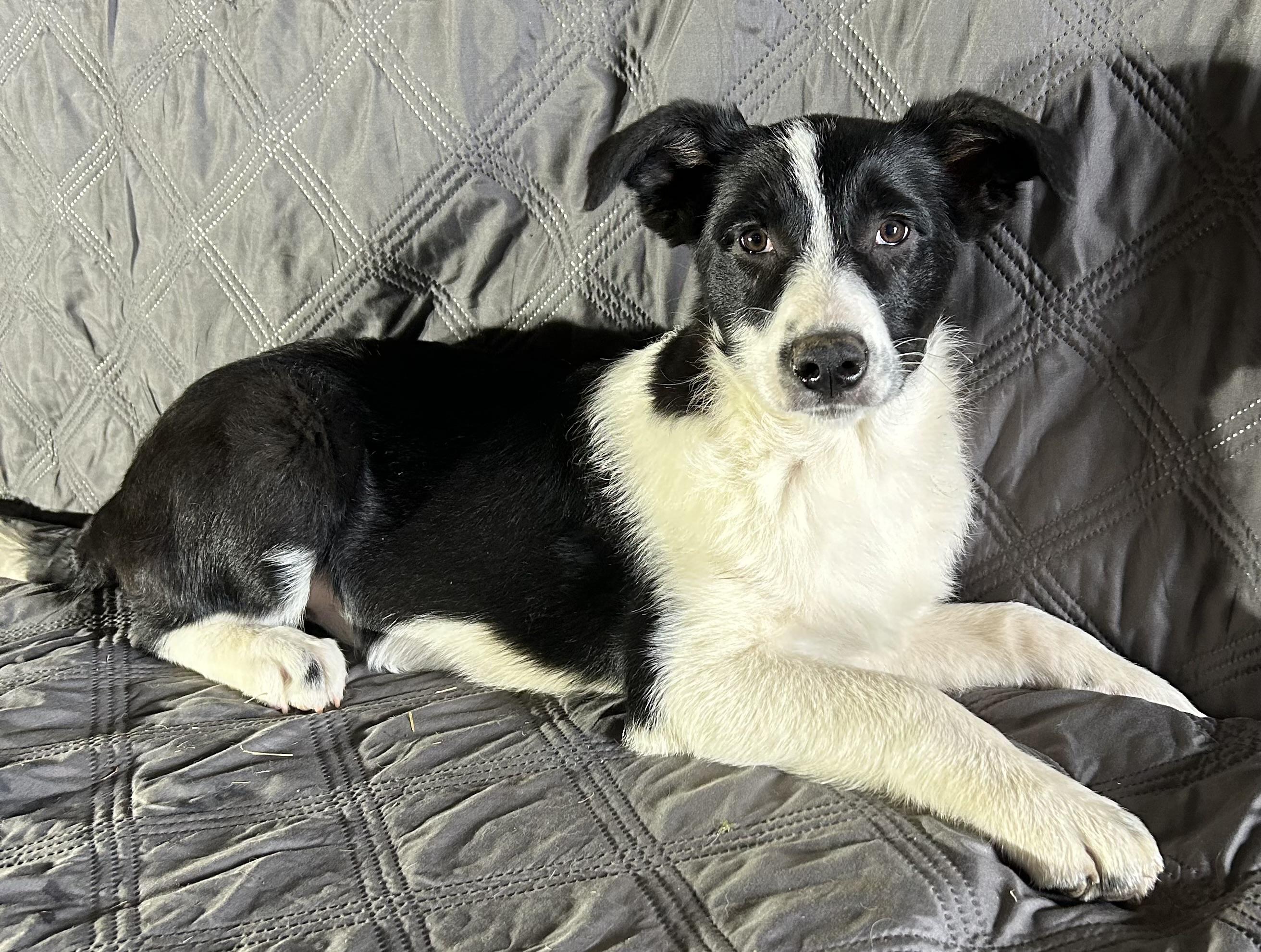 Enlarge Regina , a ADOPTABLE mixed breed in High Ridge, MO image 3/3