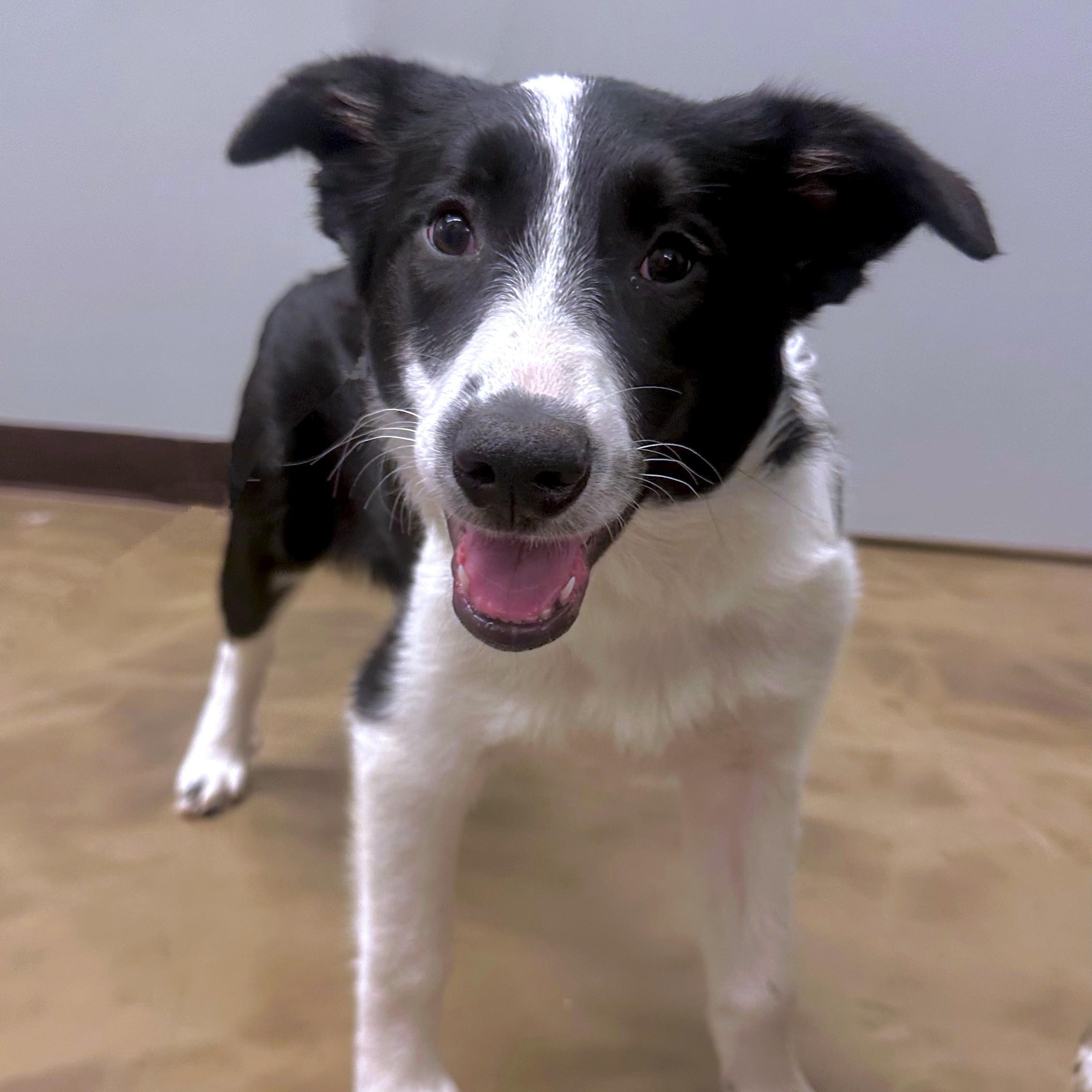 Regina , a ADOPTABLE mixed breed in High Ridge, MO image 3/3