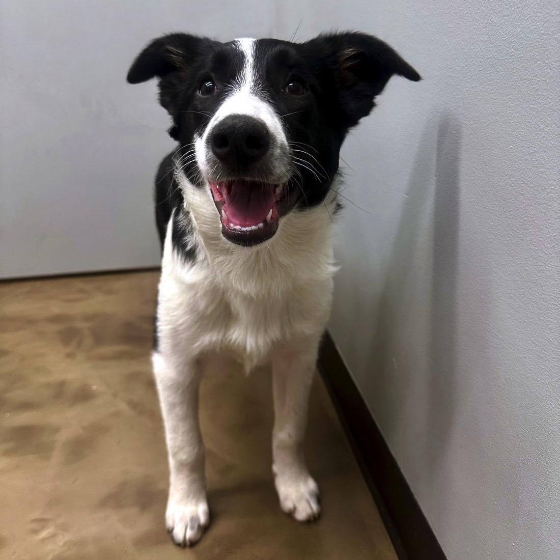 Regina , ADOPTABLE, Puppy Female Border Collie & Great Pyrenees.
