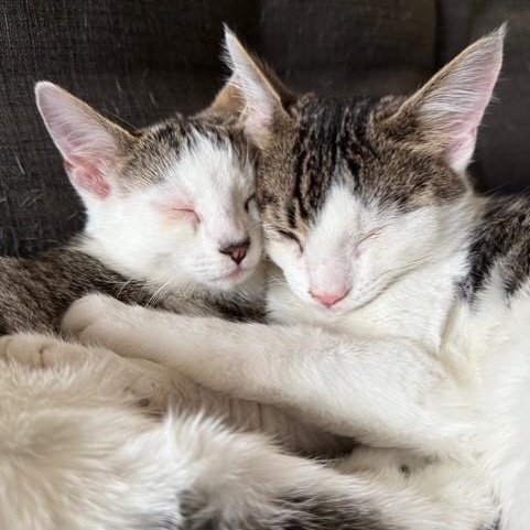 Cordelia & Long John Silver, a ADOPTABLE American Shorthair in Danbury, CT image 2/3