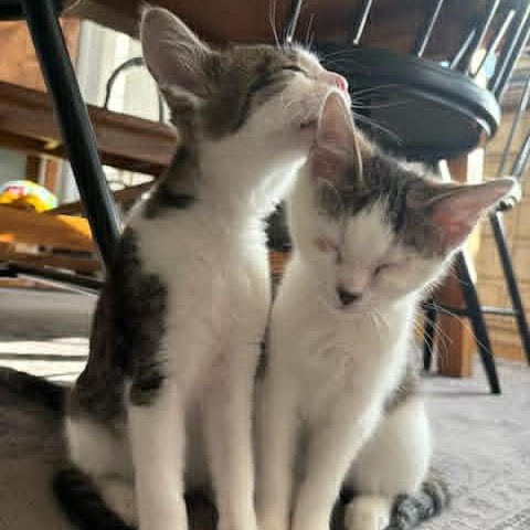 Cordelia & Long John Silver, ADOPTABLE, Kitten Female American Shorthair.