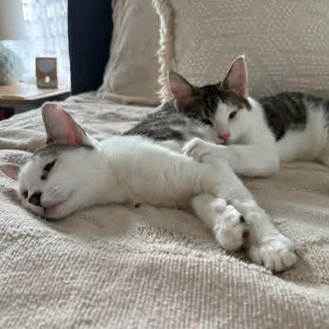 Cordelia & Long John Silver, a ADOPTABLE American Shorthair in Danbury, CT image 3/3