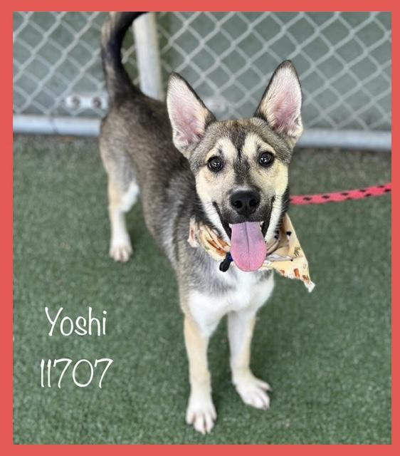 YOSHI Belgian Shepherd / Malinois Dog