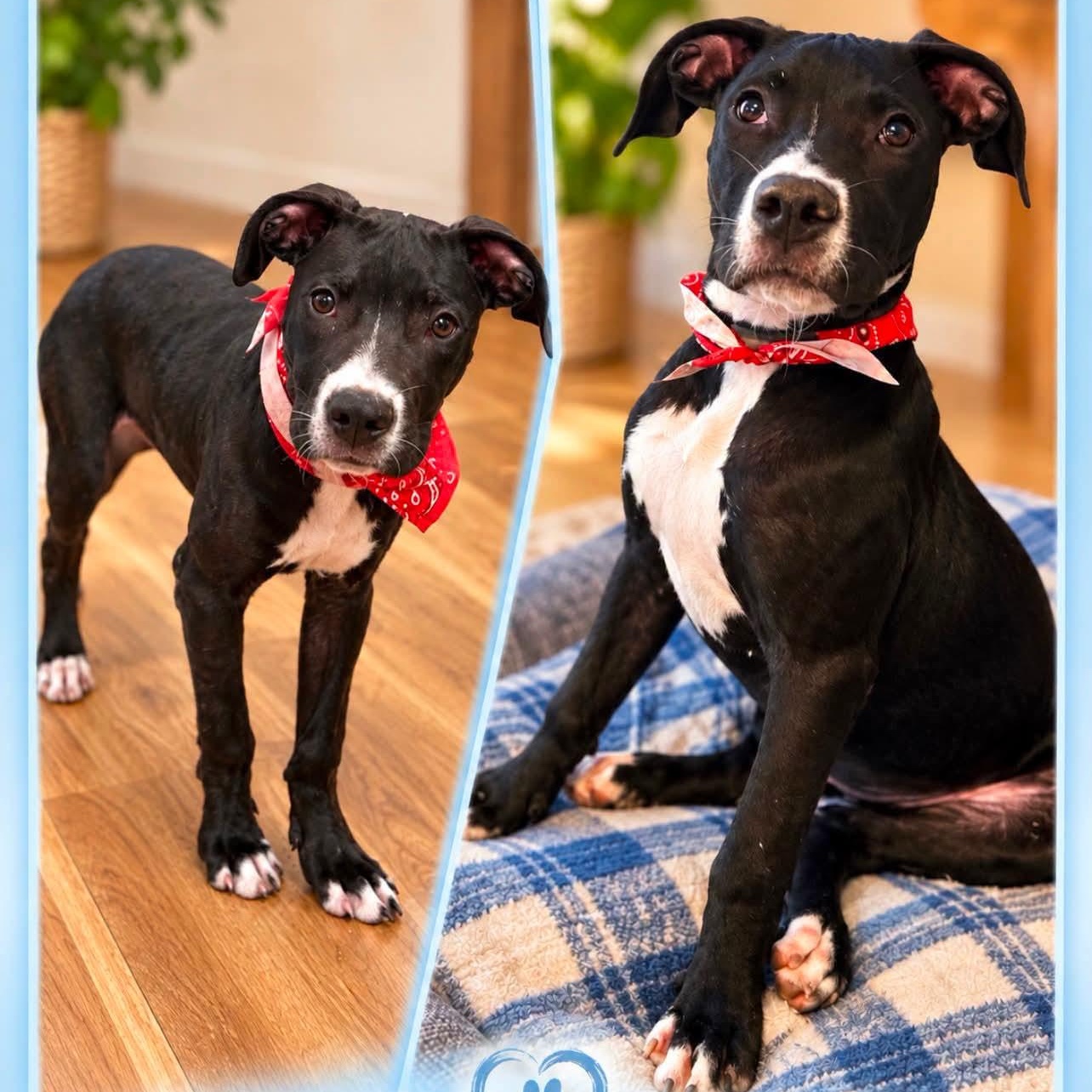 Enlarge Benson, a Adoptable mixed breed in Shinnston, WV image 1/5