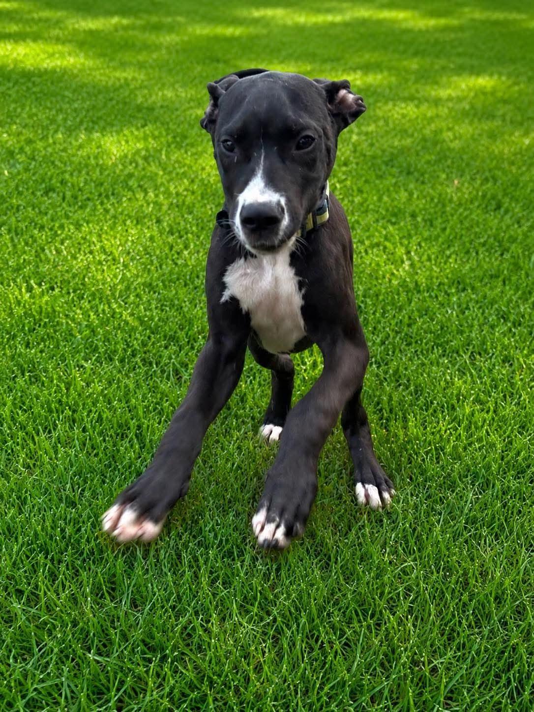 Enlarge Benson, a Adoptable mixed breed in Shinnston, WV image 4/5