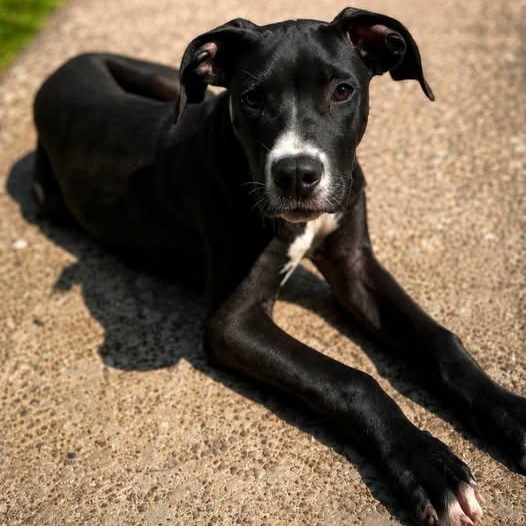 Enlarge Benson, a Adoptable mixed breed in Shinnston, WV image 2/5