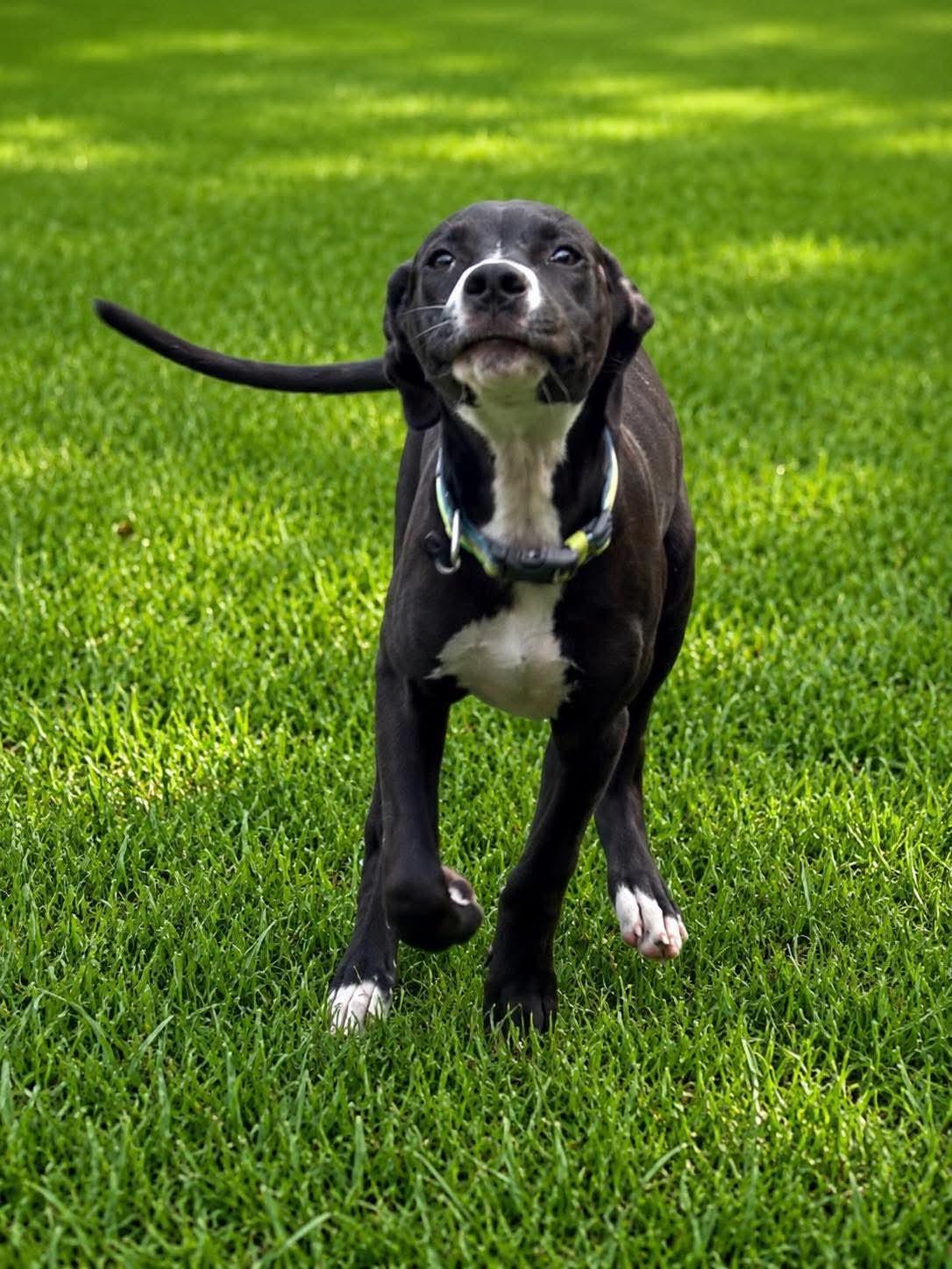 Enlarge Benson, a Adoptable mixed breed in Shinnston, WV image 5/5