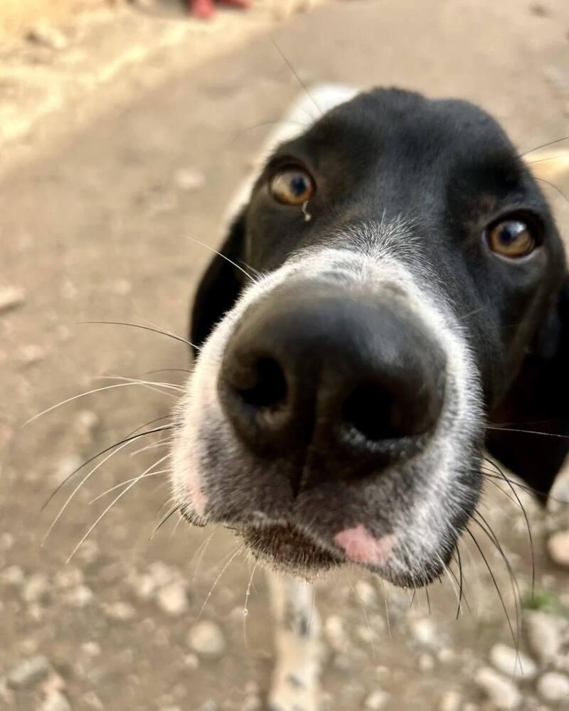 Available for Adoption - Ferrari/Ari (NY, USA), a Adoptable Pointer in Conesus, NY image 3/5