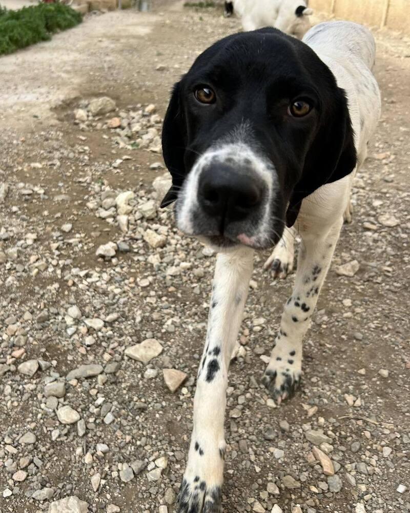 Available for Adoption - Ferrari/Ari (NY, USA), a Adoptable Pointer in Conesus, NY image 4/5