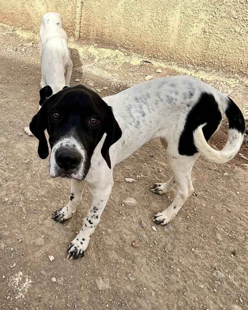 Available for Adoption - Ferrari/Ari (NY, USA), a Adoptable Pointer in Conesus, NY image 2/5