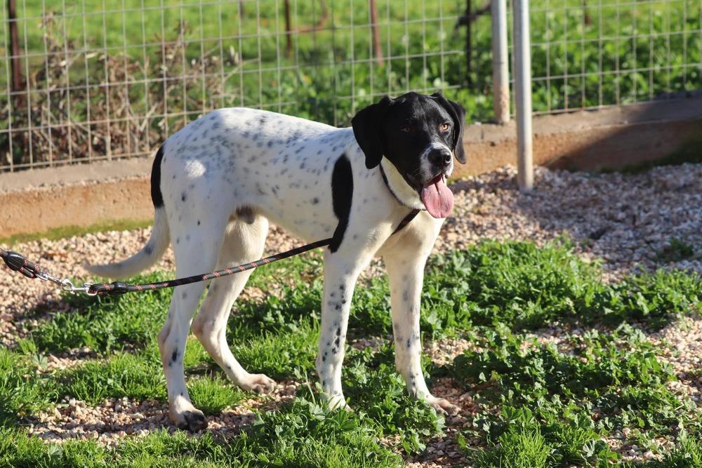 Available for Adoption - Ferrari/Ari (NY, USA), Adoptable, Puppy Male Pointer.