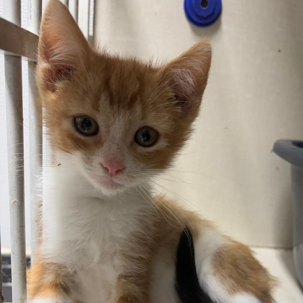 Enlarge Challenger, a ADOPTABLE Domestic Short Hair in Monticello, IA image 1/1