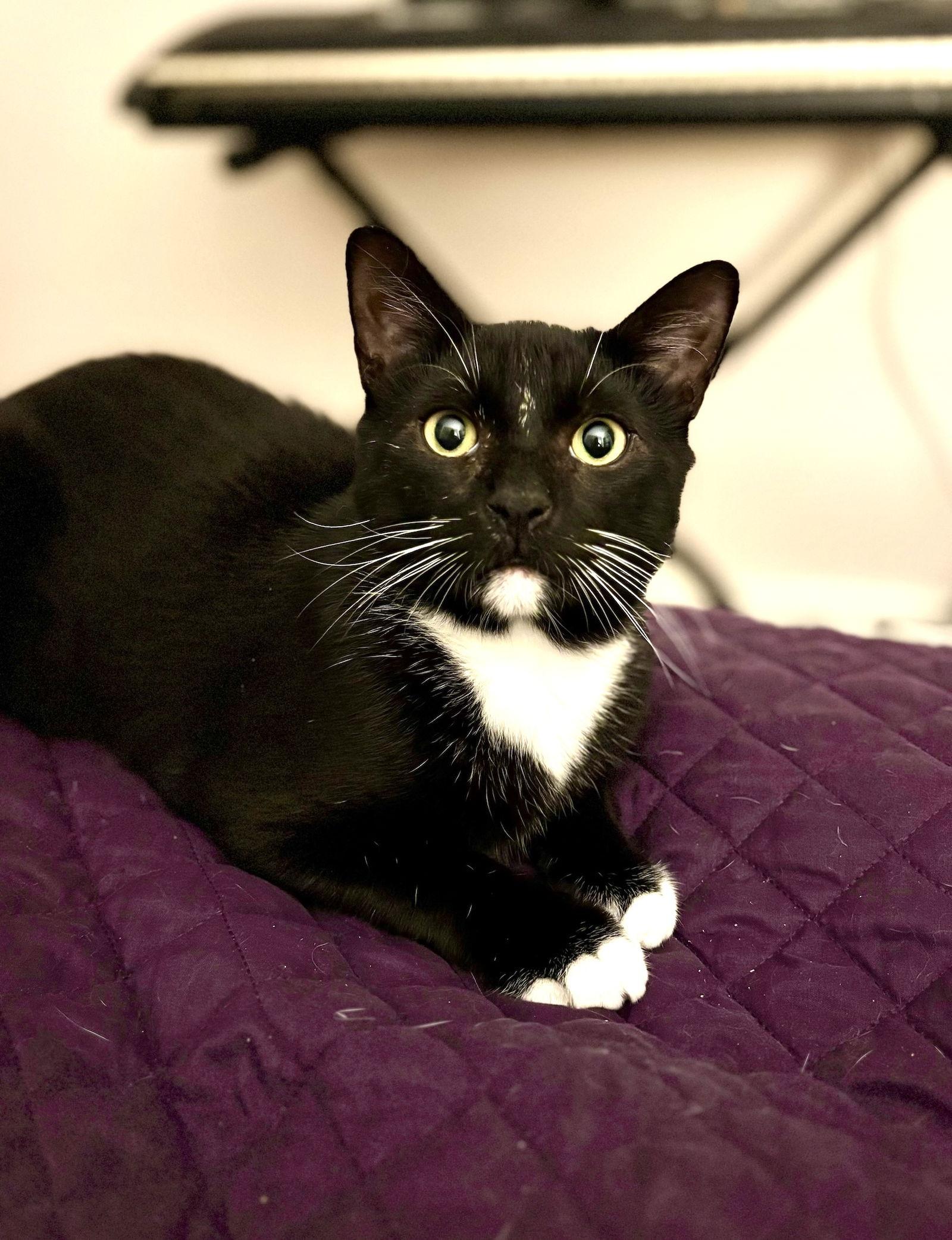 Pumbaa, Adoptable, Young Male Domestic Short Hair.