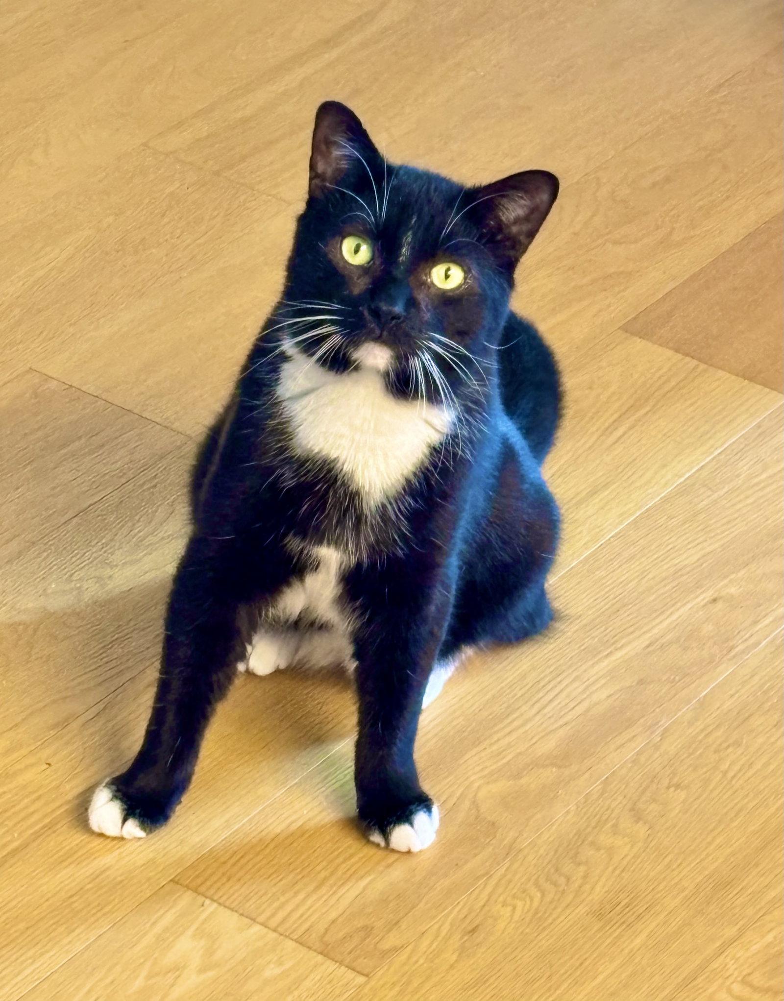 Enlarge Pumbaa, a Adoptable Domestic Short Hair in Brooklyn, NY image 2/3