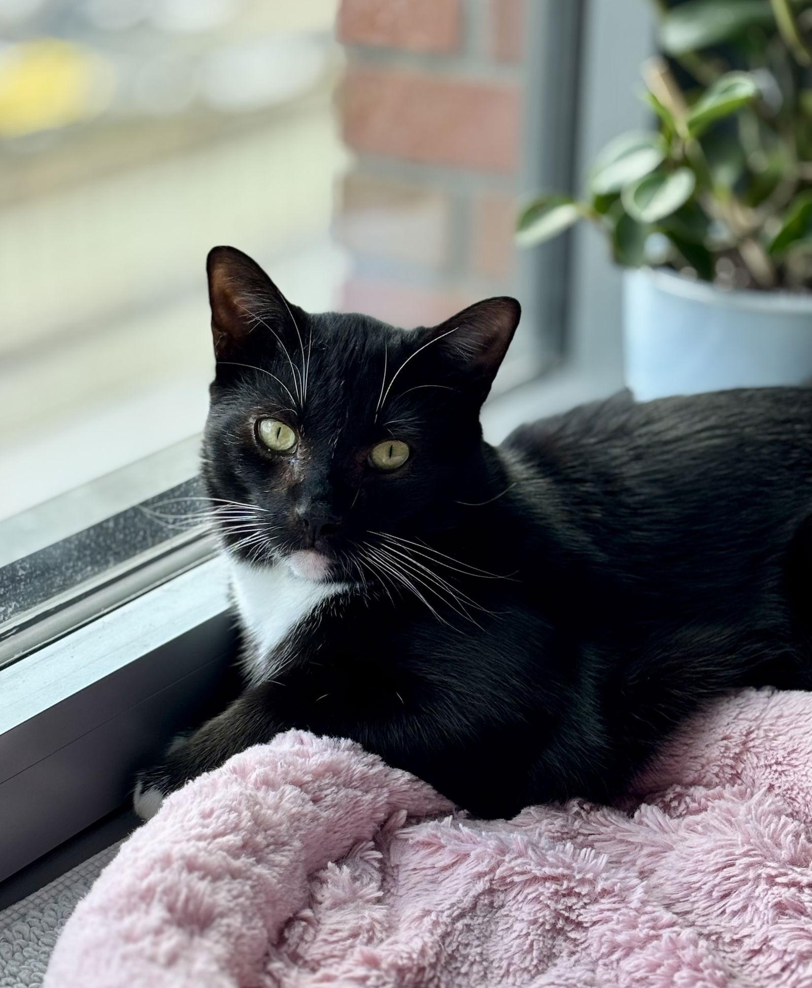 Enlarge Pumbaa, a Adoptable Domestic Short Hair in Brooklyn, NY image 2/3